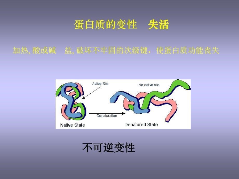 蛋白质折叠与细胞内的蛋白质折叠_第5页