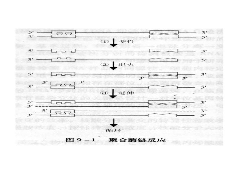 分子生物学第9章ppt课件_第5页