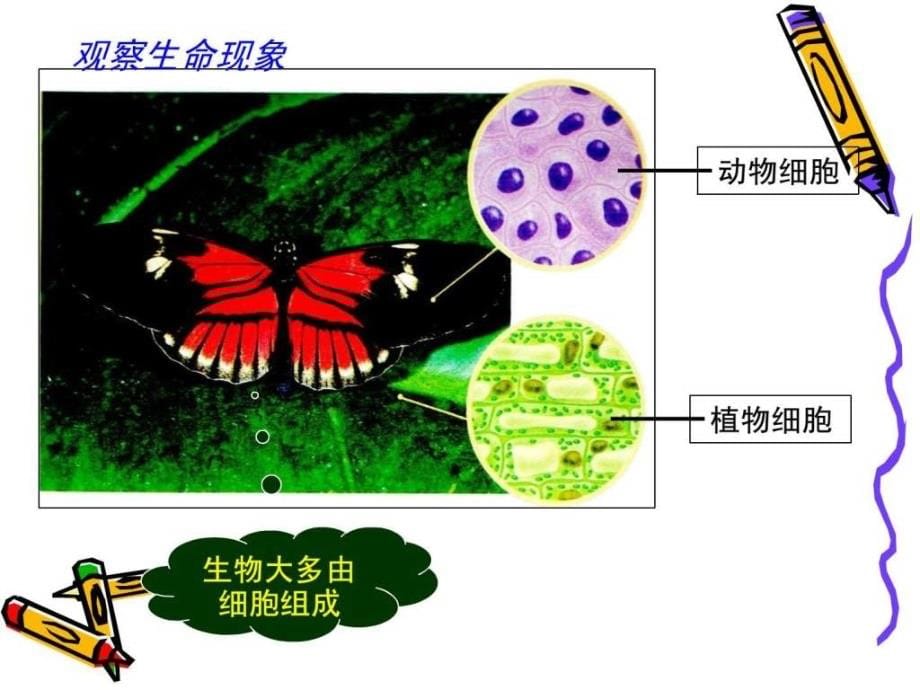 初中生物生物的基本特征ppt课件_第5页