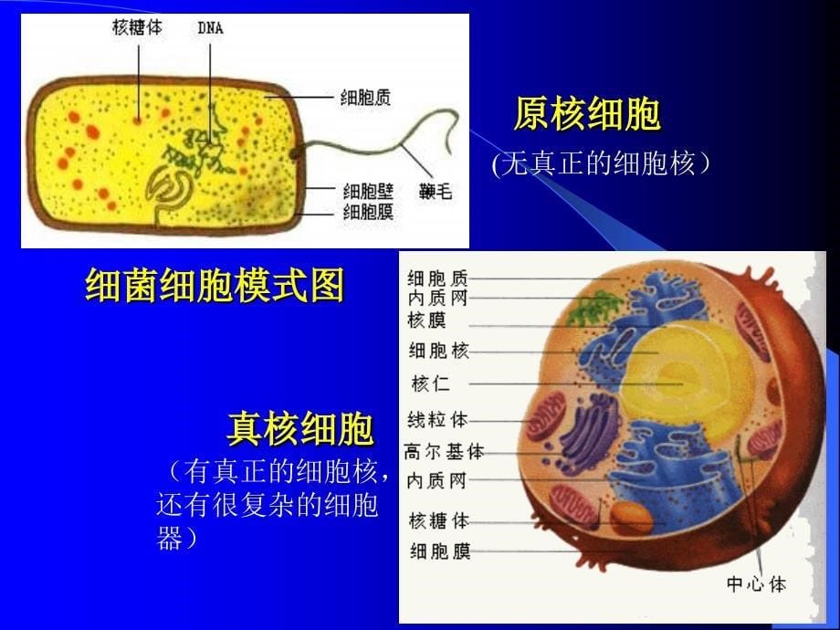 细胞的结构和功能3_第5页