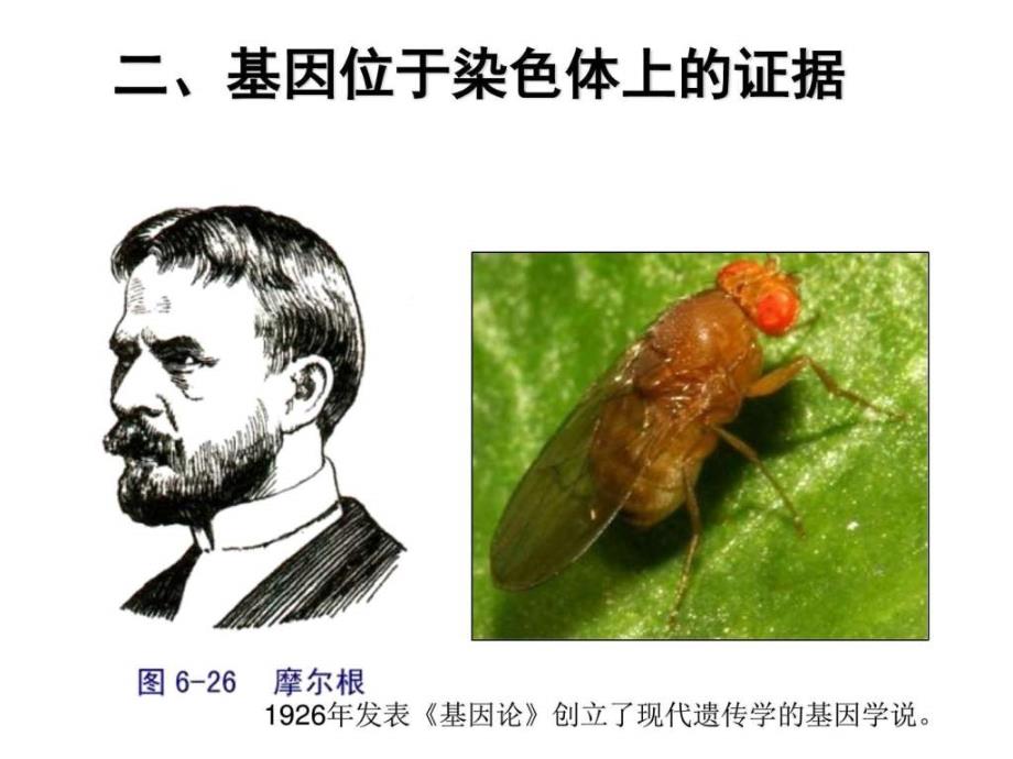 基因在染色体上（2016届高三生物一轮复习）ppt课件_第4页