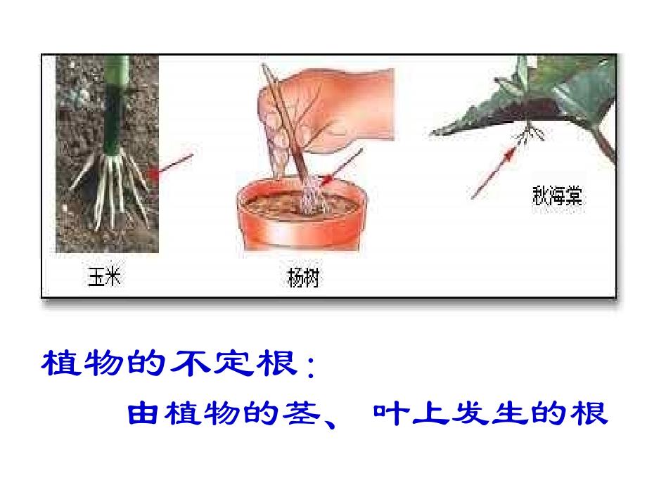 植物与土壤2_第3页