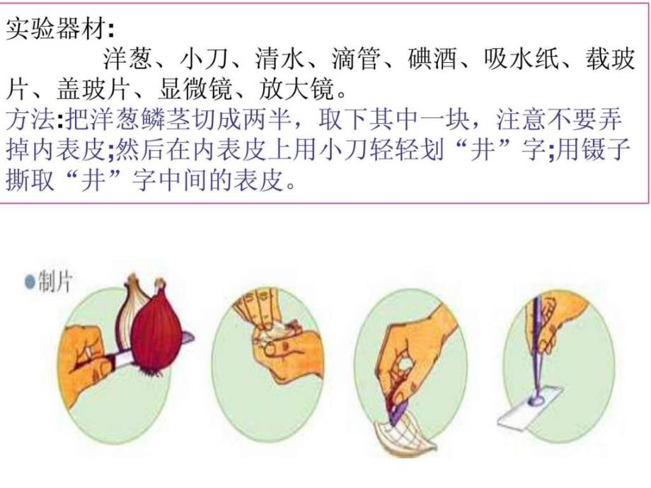 教科版科学六年级下册《用显微镜观察身边的生命世界》（ppt课件_第3页