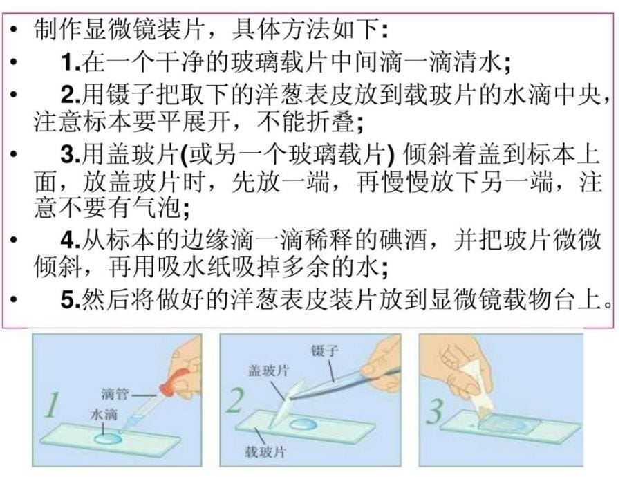 教科版科学六年级下册《用显微镜观察身边的生命世界》（ppt课件_第5页