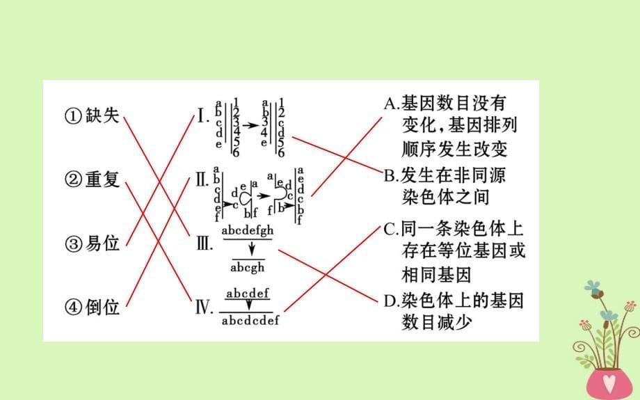 2019届高考生物一轮复习第七单元生物的变异育种与进化第2课染色体变异与生物育种课件新人教版_第5页