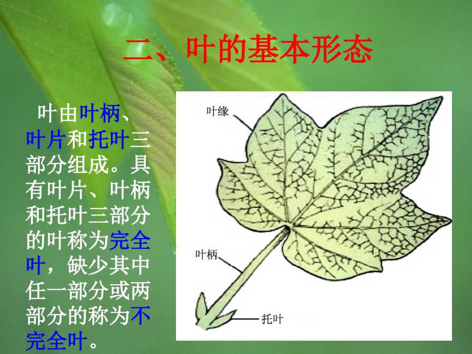 植物学第三章第三节叶_第4页