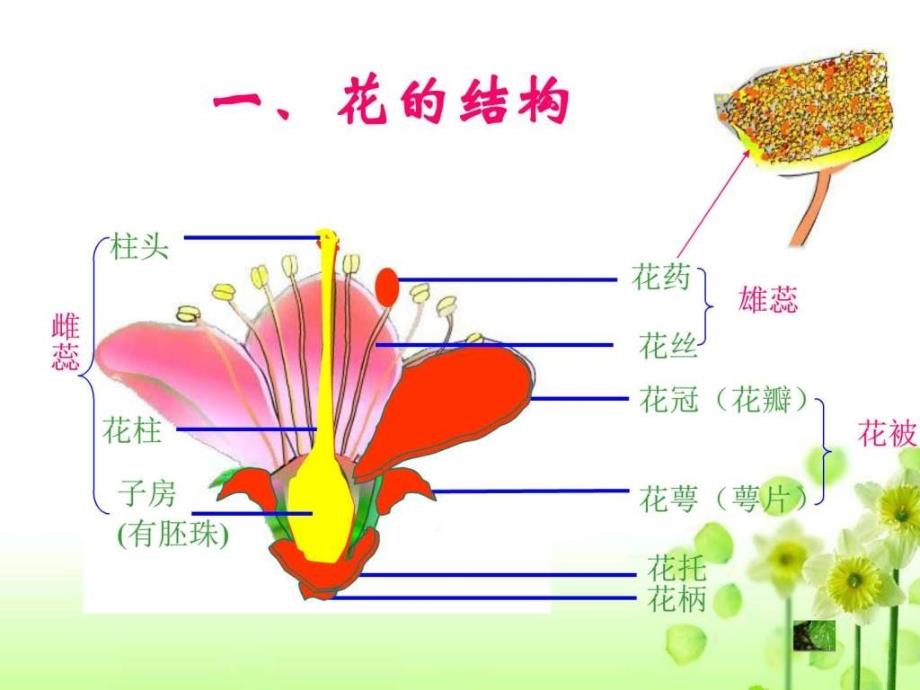 八年级生物上册第一节花的结构和类型ppt课件_第3页