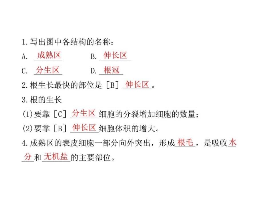 人教版七年级生物上册第二章第二节植株的生长ppt课件_第3页