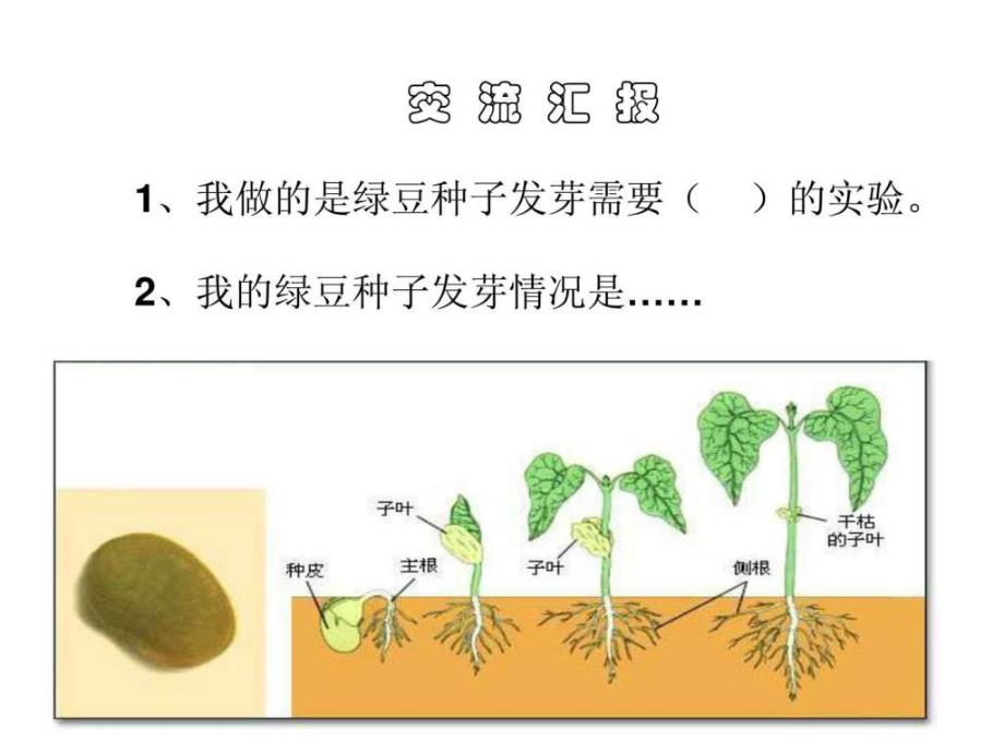 五年级上学期科学第2课《种子发芽实验（二）ppt课件_第2页