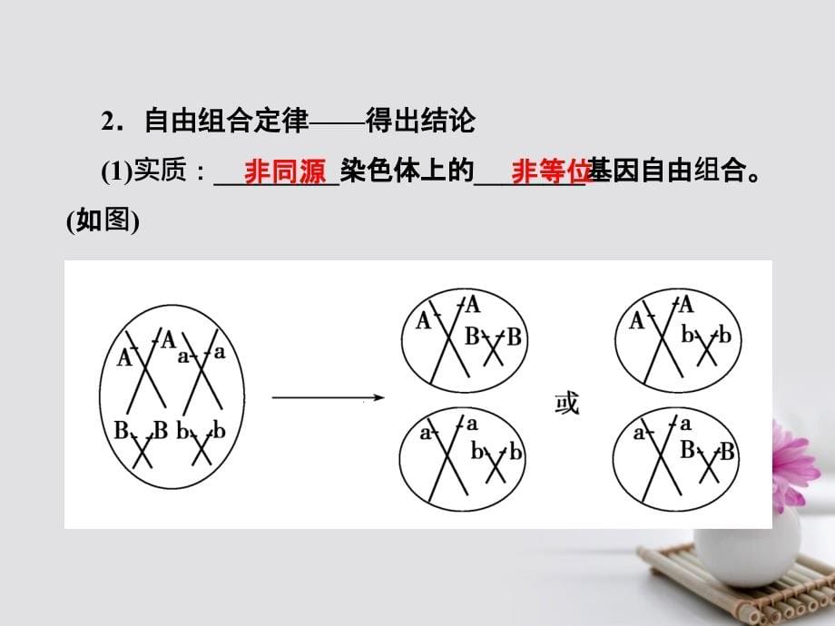 2018届高考生物总复习第五单元遗传的基本规律5_16基因的自由组合定律课件_第5页