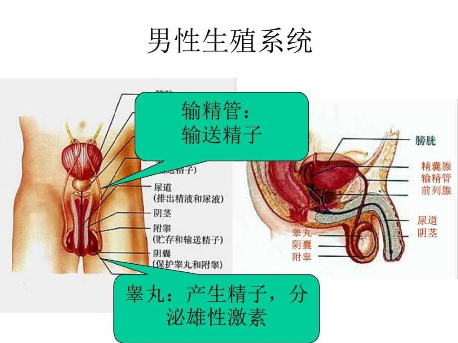 初一生物人的生殖ppt课件_第3页