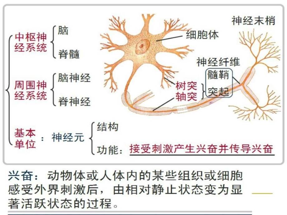 高中生物必修三通过神经系统的调节（理科）ppt课件_第4页