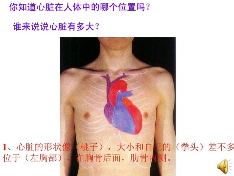 五年级上册科学心脏和血液循环ppt课件_第2页