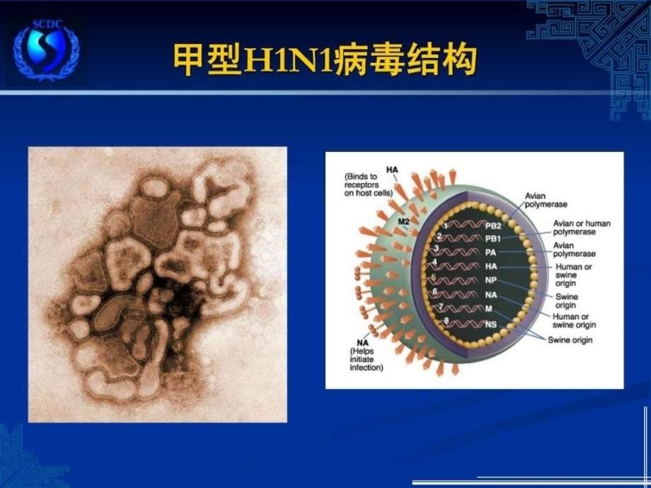 流感pt演示文稿ppt模板ppt课件_第5页