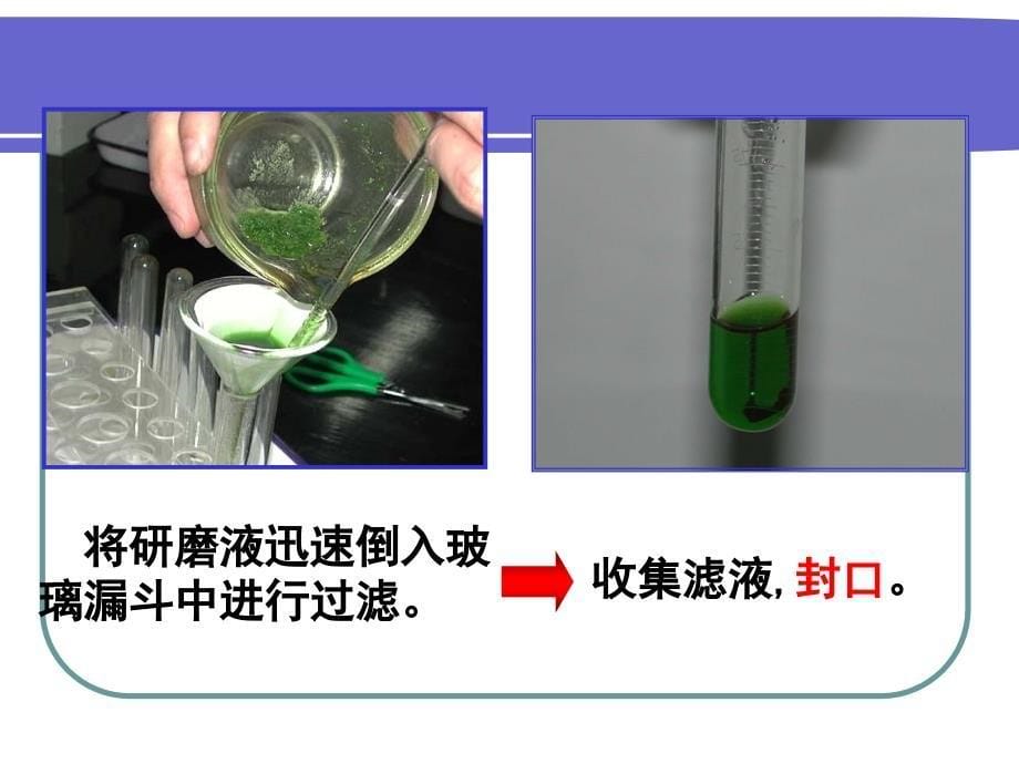 光能的色素和结构_第5页