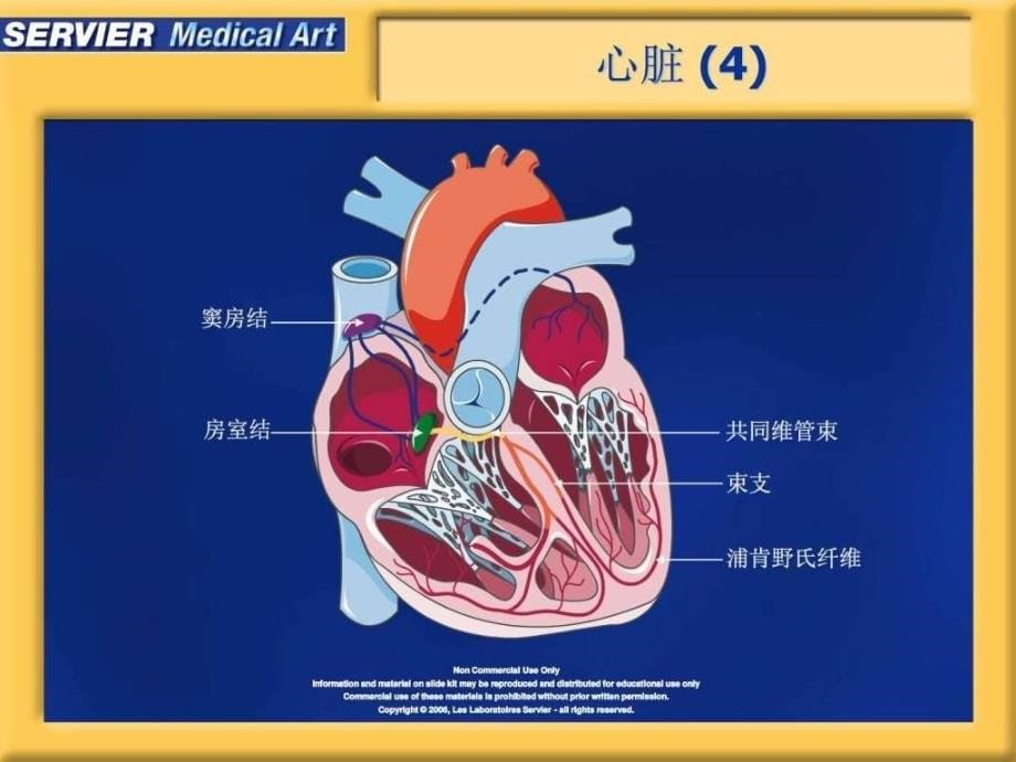 医学遗传学心脏ppt课件_第5页