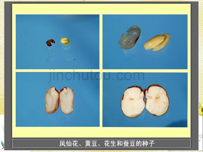 （浙教版）三年级科学下册课件芽长成苗1_第4页