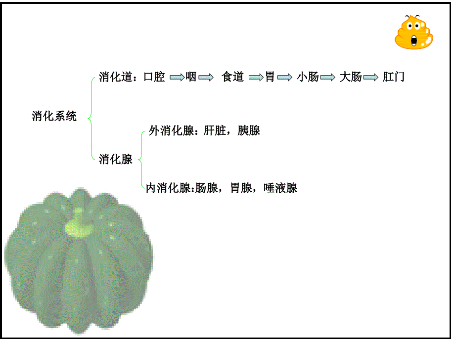 （苏教版）五年级科学下册课件消化与吸收2_第4页