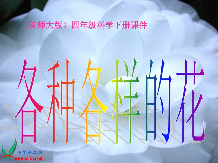 【首师大版】四年级科学下册课件各种各样的花1_第1页