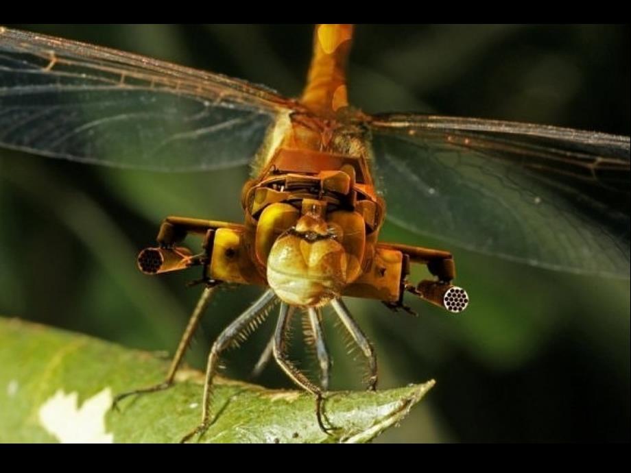 可怕的新一代生物武器_第3页