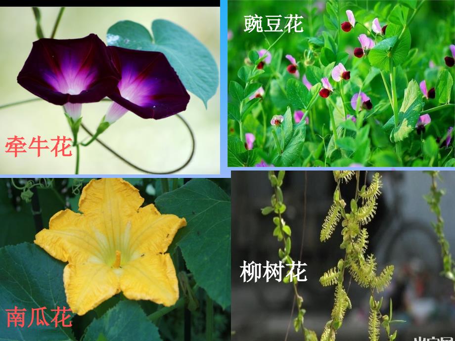 （首师大版）四年级科学下册课件各种各样的花2_第4页