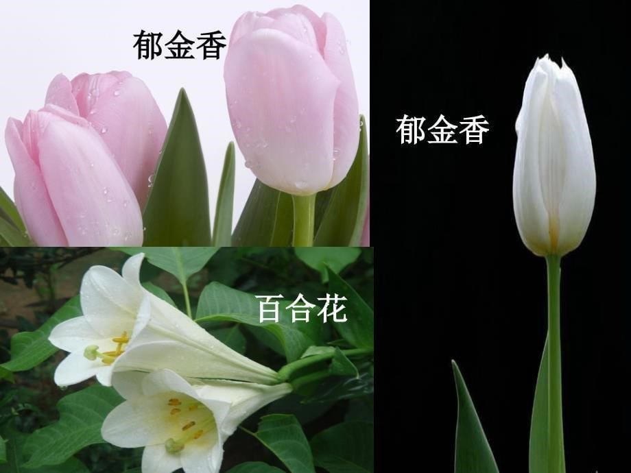 （首师大版）四年级科学下册课件各种各样的花2_第5页