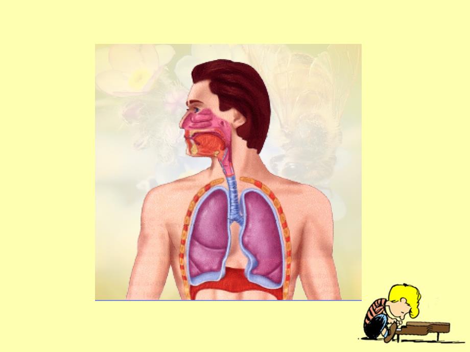 【大象版】四年级科学下册课件有趣的呼吸器官_第3页