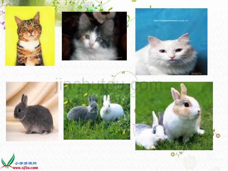（青岛版）三年级科学下册课件猫和兔3_第3页