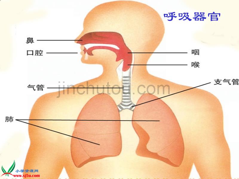 （青岛版五年制）五年级科学上册课件我们的呼吸3_第4页