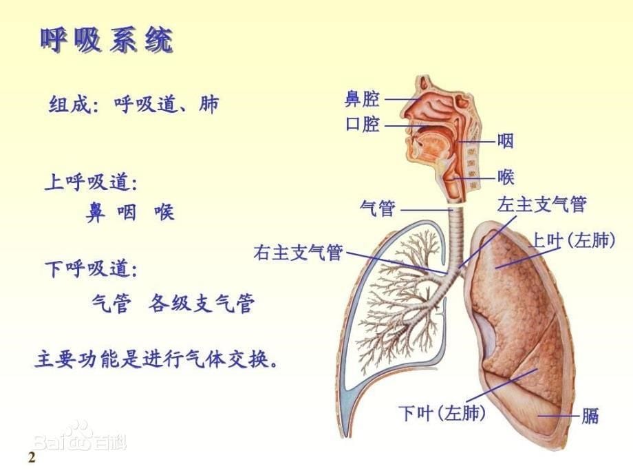 （大象版）四年级科学下册课件有趣的呼吸器官1_第5页