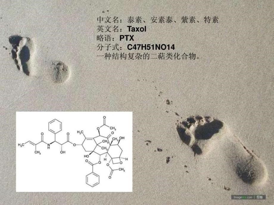 植物化学在抗癌方面的应用ppt课件_第5页