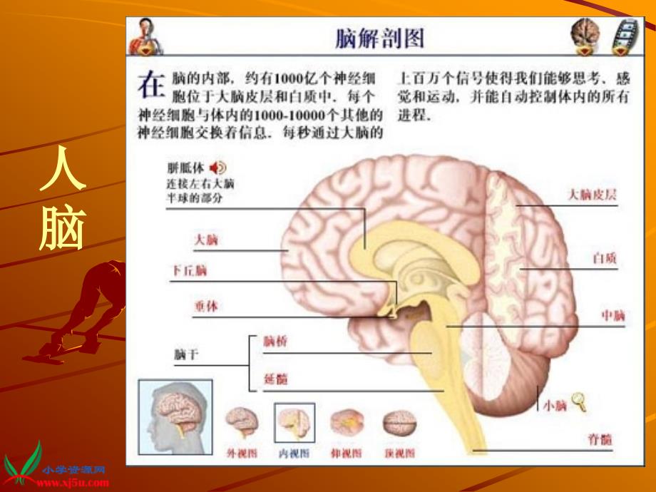 【青岛版五年制】五年级科学上册课件我们的身体3_第4页