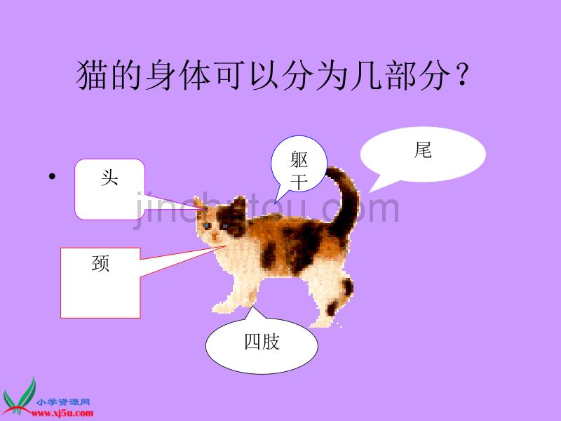 【青岛版】三年级科学下册课件猫和兔1_第4页