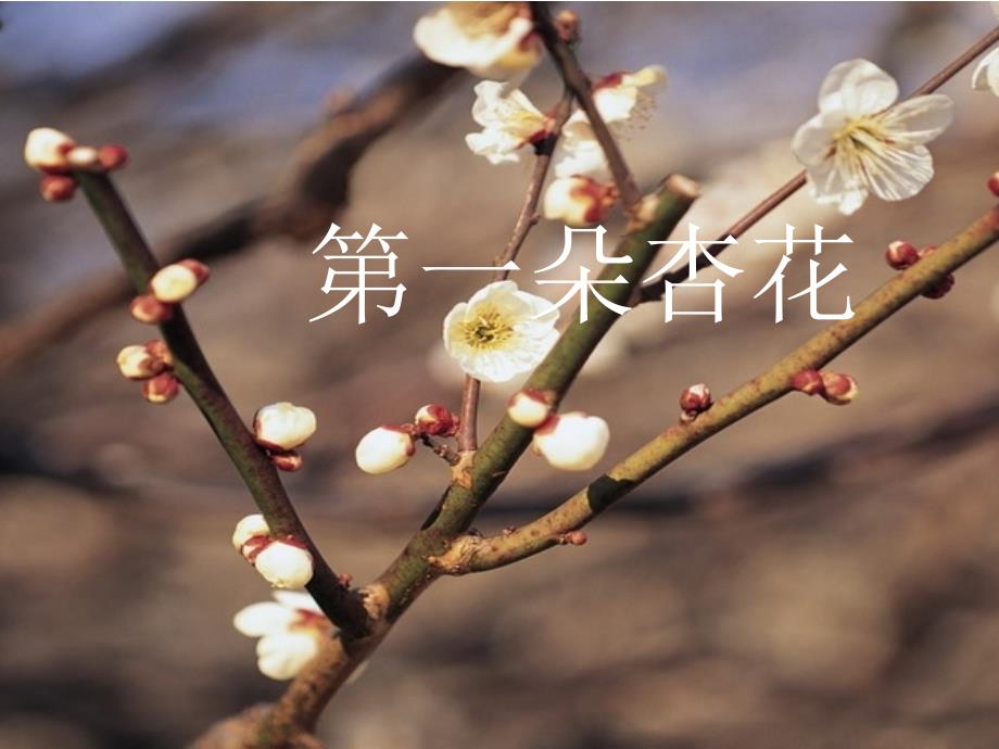 [第一朵杏花]课件2_第1页