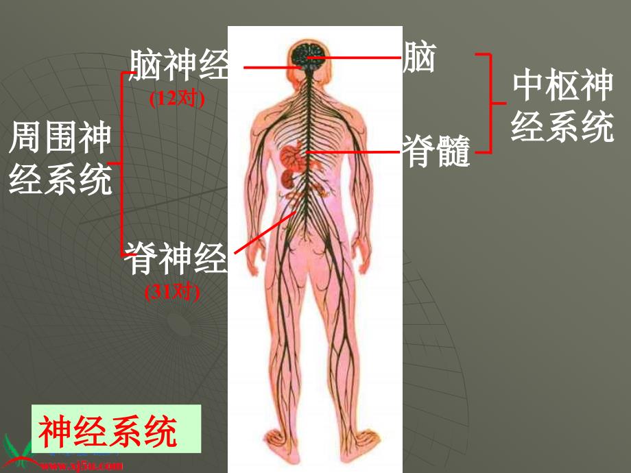 （青岛版）五年级科学下册课件脑与神经1_第3页