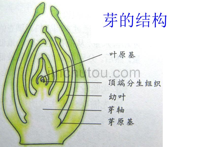 （首师大版）三年级科学下册课件植物怎样度过一生1_第4页