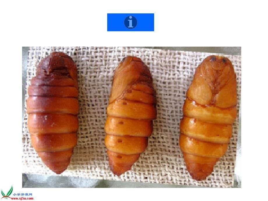 （浙教版）三年级科学下册课件蚕的生命周期1_第5页