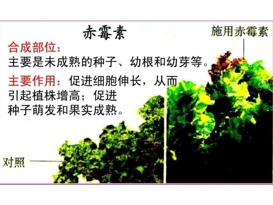 其他植物激素12411农学农林牧渔专业资料ppt课件_第5页