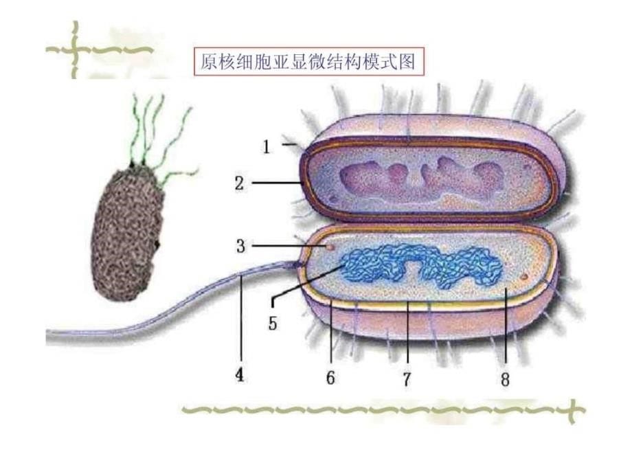 细胞生物学生物《原核细胞与真核细胞》ppt课件_第5页