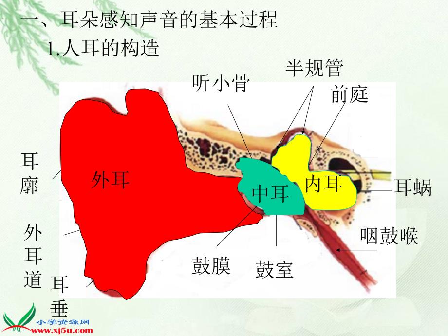 （教科版）四年级科学上册课件我们是怎样听到声音的_第4页