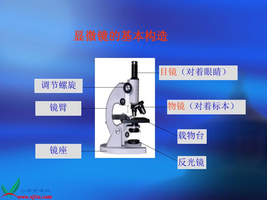 （苏教版）六年级科学上册课件水滴里的世界_第3页