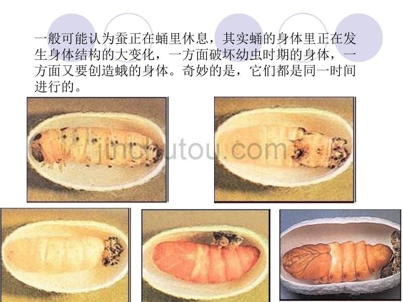 （鄂教版）三年级科学下册课件蚕蛹变成了什么1_第5页