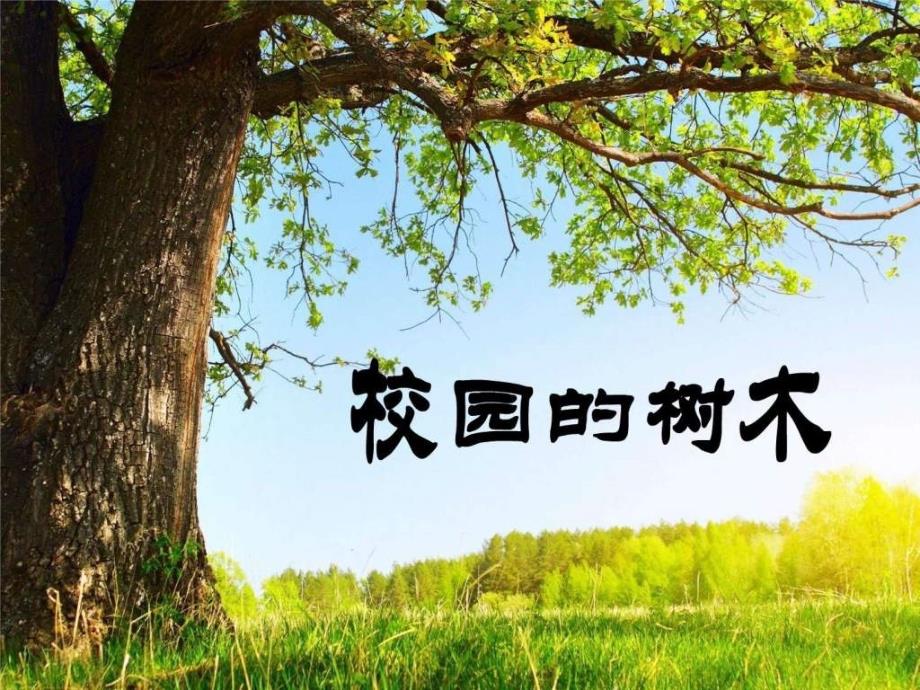 小学科学三年级《校园的树木》ppt课件_第1页