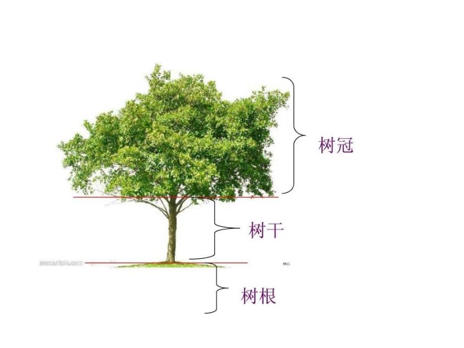 小学科学三年级《校园的树木》ppt课件_第4页