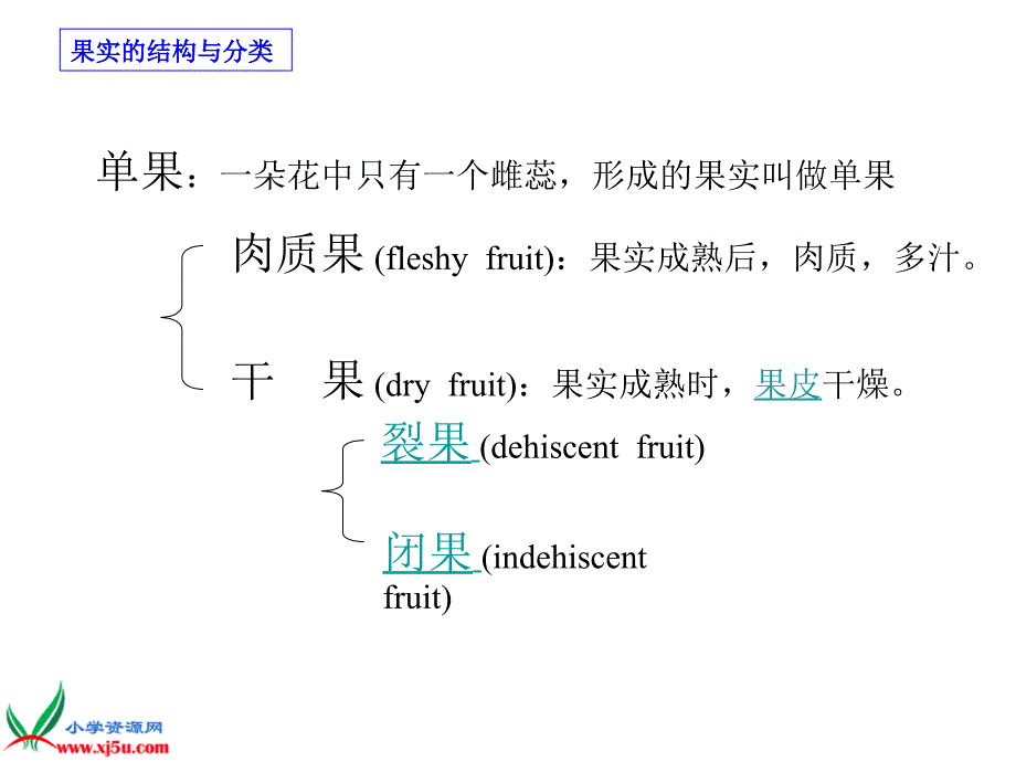 （浙教版）三年级科学下册课件果实和种子2_第4页