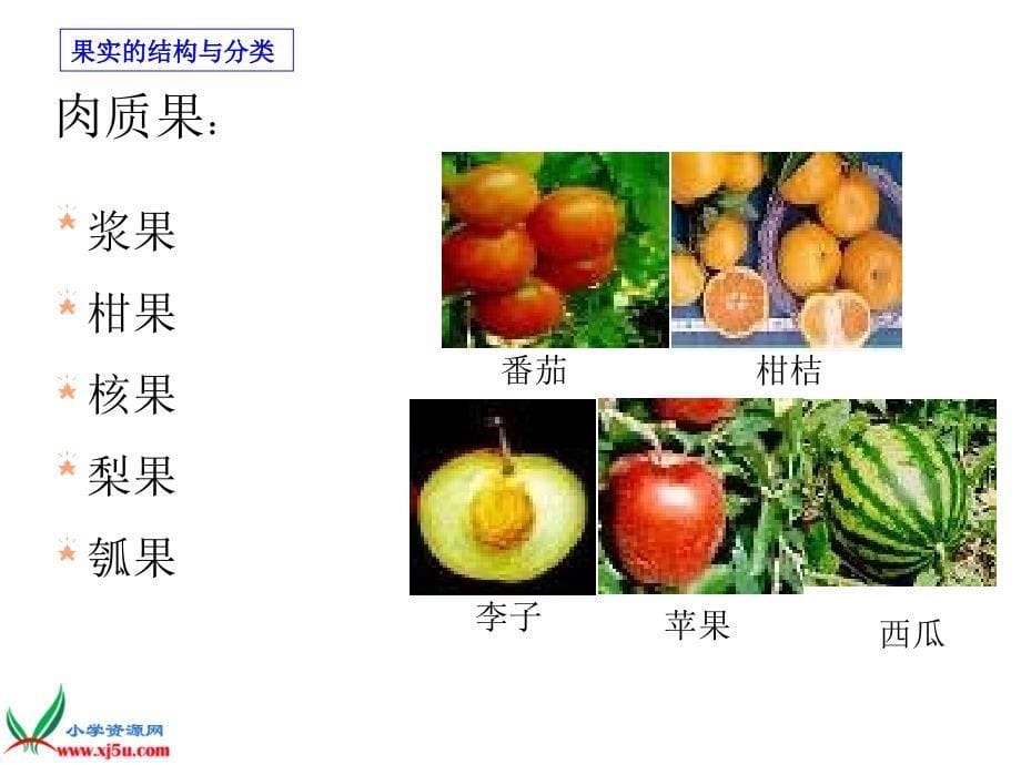 （浙教版）三年级科学下册课件果实和种子2_第5页