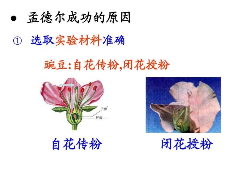 生物11《孟德尔的豌豆杂交实验（一）》ppt课件（新人教_第4页