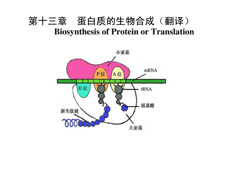 生物化学蛋白质的生物合成ppt课件_第1页