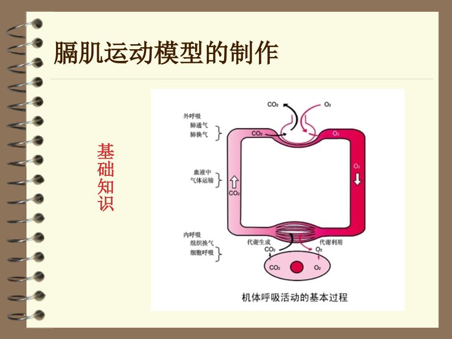 膈肌运动模型的制作_第2页