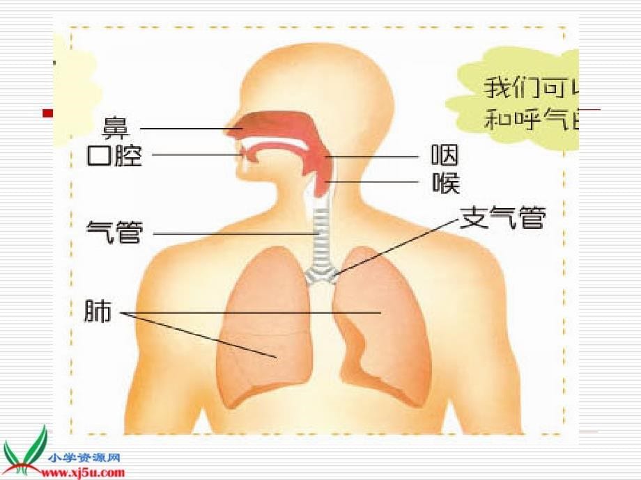 （青岛版）五年级科学下册课件我们的呼吸2_第5页